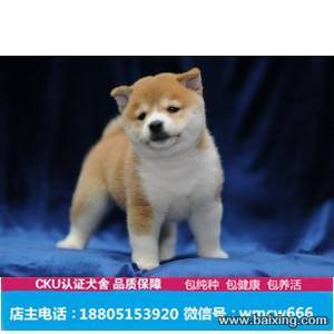 日本柴犬 优良血统三个月幼犬待售